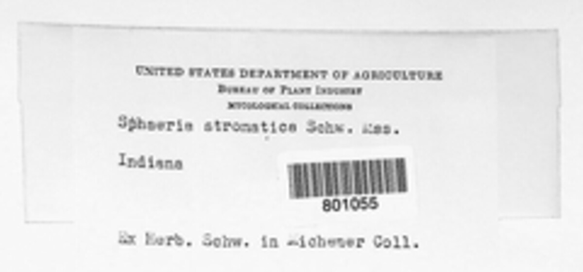 Sphaeria stromatica image
